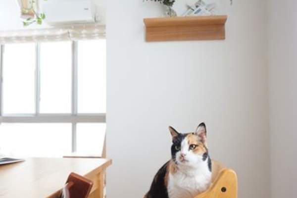 welcome to my home! - 猫