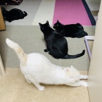 annex ニャンコのずっとのお家探し。