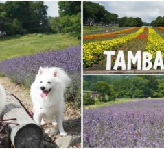 犬連れ旅行 群馬① たんばらラベンダーパーク