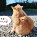 犬を壁越しに動物保護施設に投下