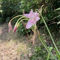 アフリカハマユウが咲いていた