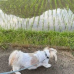 ハックン俳句でしょ！　　　　　　　　～愛犬ハックと俳句を楽しむ日々～