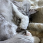 猫とふたり暮らし～evaとaiaiの日常～