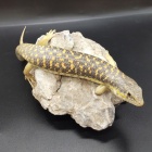 『爬虫類入荷情報！』の画像