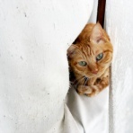 猫々