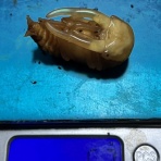 牡牛屋
