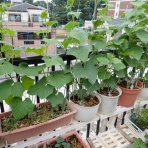 Heyモーの家庭菜園を楽しむ