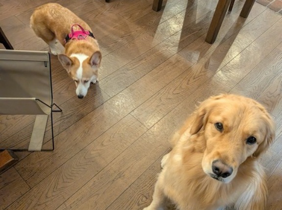 コーギーのひふみちゃん、正式譲渡になりました👌🩷