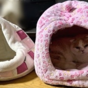 猫ベッドの順番待ちをする大きな猫