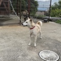 金章犬のモモちゃん