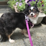 『【犬】里親募集を開始いたしました』の画像