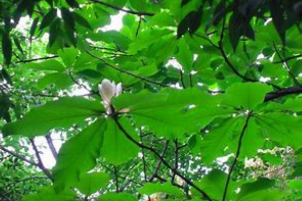 215 朴の花猶青雲の志 名歌鑑賞のブログ