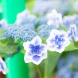 『チューブをつけたまま』の画像