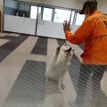 秋田犬の里ふたたび(2026.7)