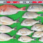 2025年8月7日　釣果
