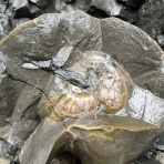 ほっほ：いしとむしとやまの人