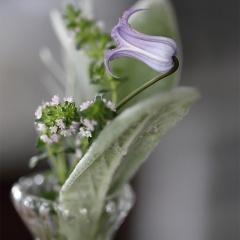 【7月の作り置き】☆栄養士のれしぴ☆さんのお気に入り唐揚げレシピ、バジルの乾燥作業と保存のポイント | 祇園祭の奉祝提灯行列