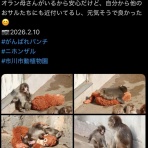 鼻から猫の毛