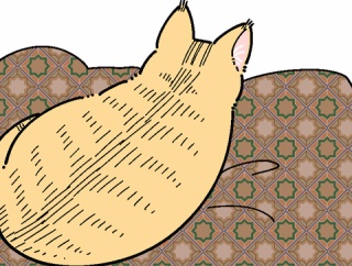 愛猫のおはよう