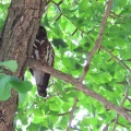 2026天然記念物大銀杏でアオバズクを撮る16🦉📸（足利市鑁阿寺）