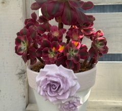 ＊赤とピンクのアエオニウムとリメ鉢