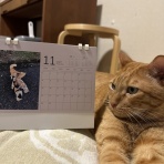 ねころぐ ～にゃんだかんだ幸せ猫多頭飼いの日々～