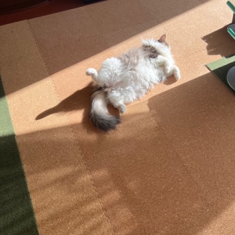 後ろ髪を引っ張るモフモフ猫