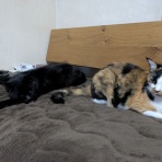 urushizutoぐみ と