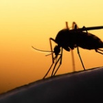 高校生が妹の協力で｢蚊｣の習性の一つを発見！意外な方法で刺される回数を激減させることに成功！