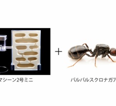 バルバルスクロナガアリと蟻マシーンセット