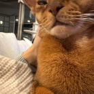 冬場、猫の耳が冷たくなるので温める