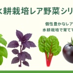 サラダプラント