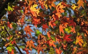 日が射してくると輝きだす紅葉