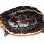 ありんこ日記　AntRoom