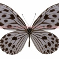 ガウラヒメゴマダラ♀ (ボルネオ) Ideopsis gaura daos