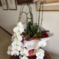 会社の節目を彩った大輪の終わり、そして新たな始まり。胡蝶蘭再生プロジェクト前夜
