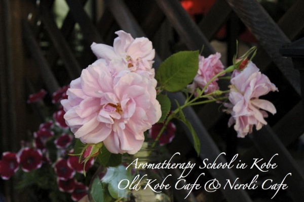 アロタン アロマテラピーの語源のお話 オールド コーベ カフェ