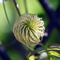 Traveler's joy クレマチスの花言葉