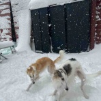 .•*.•*beny beny*•.*•.