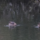 今日は三脚でカモ類