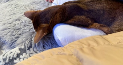 頭落っこち寝のりすたん