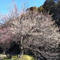 三岳梅林(^^)/