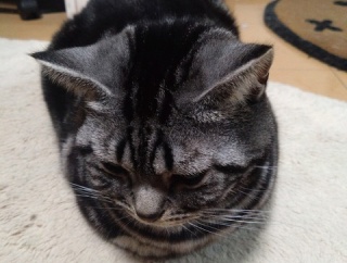 実物のﾈｺﾁｬﾝたちセカンド152