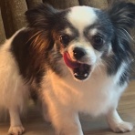 WanWan net🐾ボランティアチーム