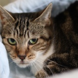 『本日、3月27日(日)オープンしています!』の画像