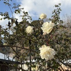 きよひめの気ままにロザリアン