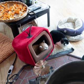 馬とニャンコと男と女