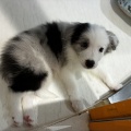 ブルーマールのボーダーコリー♡♡
