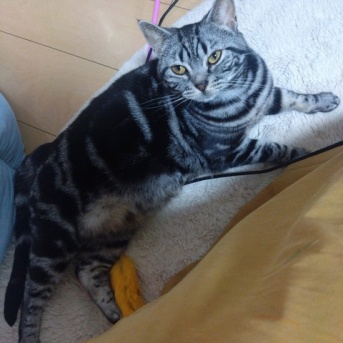 実物のﾈｺﾁｬﾝたちセカンド187