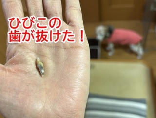 超チビーグルケイナ